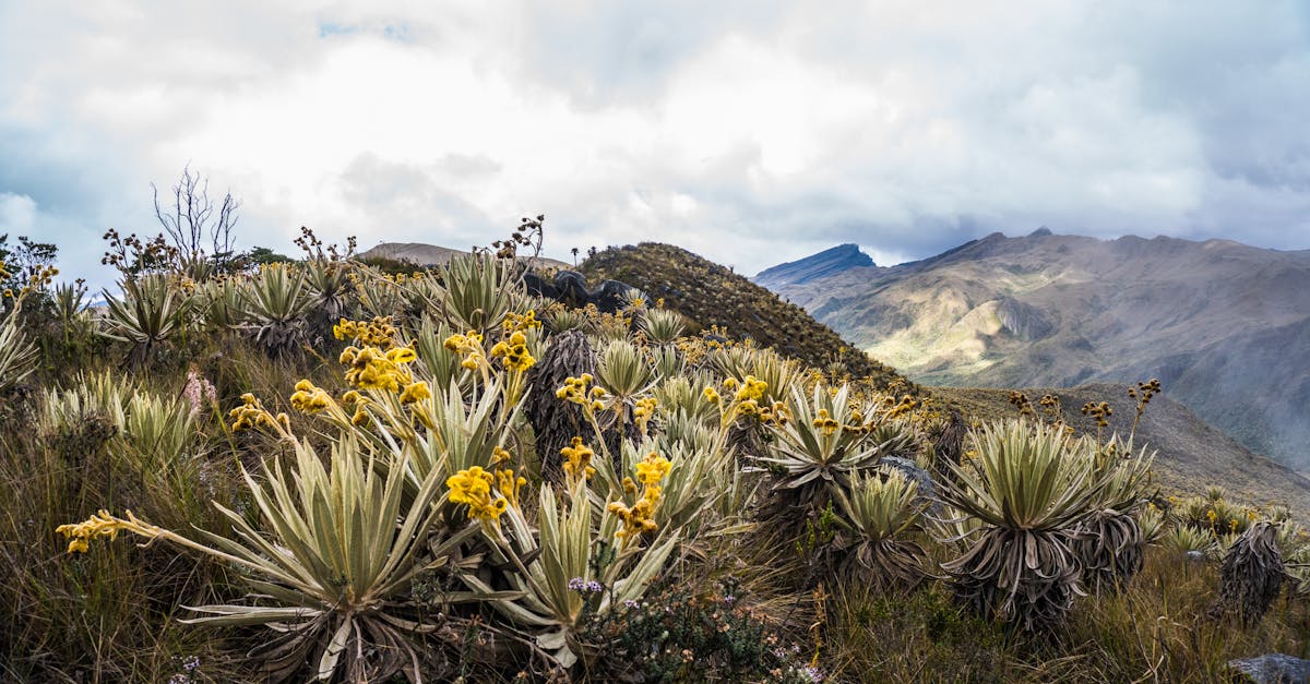 Descubre el Alma de los Viajes con Sie Travel: Naturaleza, Cultura y Bienestar