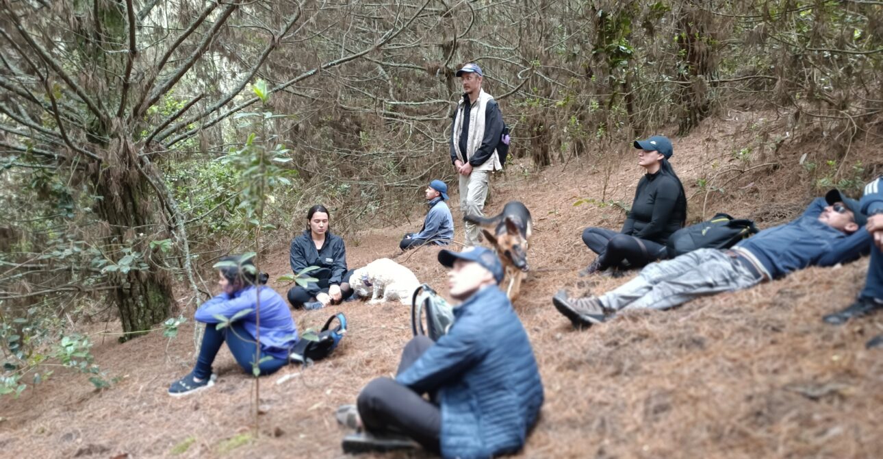 Baños de Bosque: La Terapia Japonesa que Transforma tu Vida