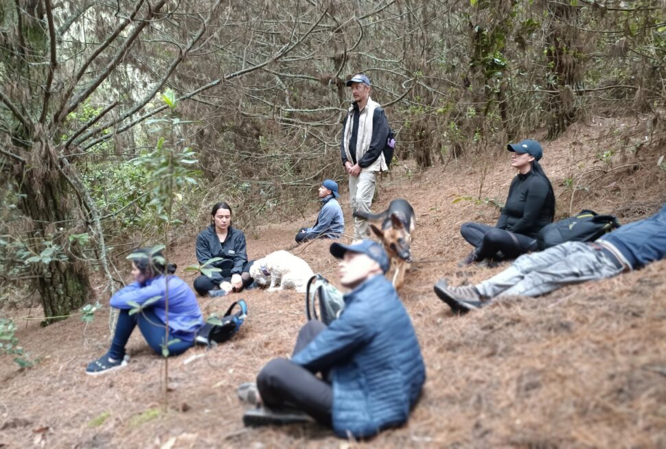 Baño de Bosque en Zipaquirá - Bosque de Pinos