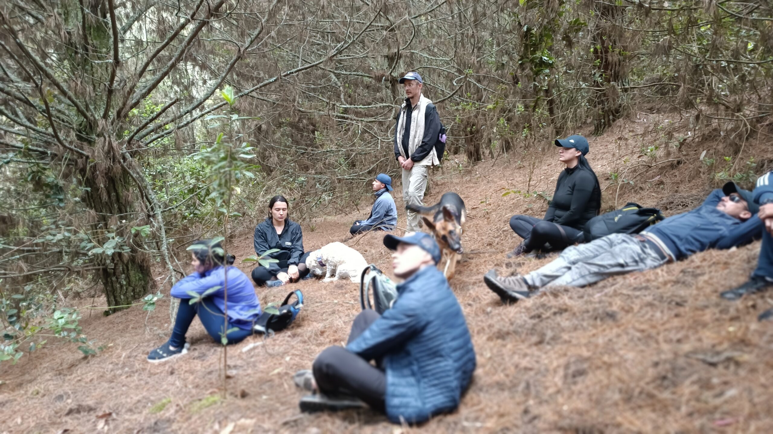 Baño de Bosque en Zipaquirá - Bosque de Pinos