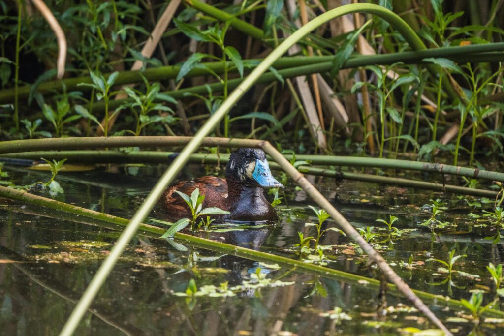 A blue-billed duck swimming amidst lush vegetation in Bogotá, Colombia wetlands.