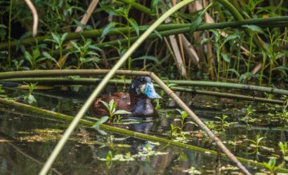 A blue-billed duck swimming amidst lush vegetation in Bogotá, Colombia wetlands.